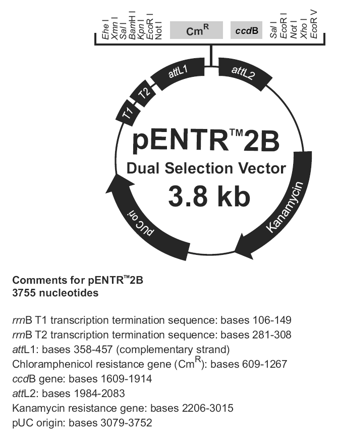 pENTR 2B载体图谱